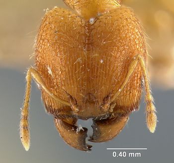 Media type: image; Entomology 9169